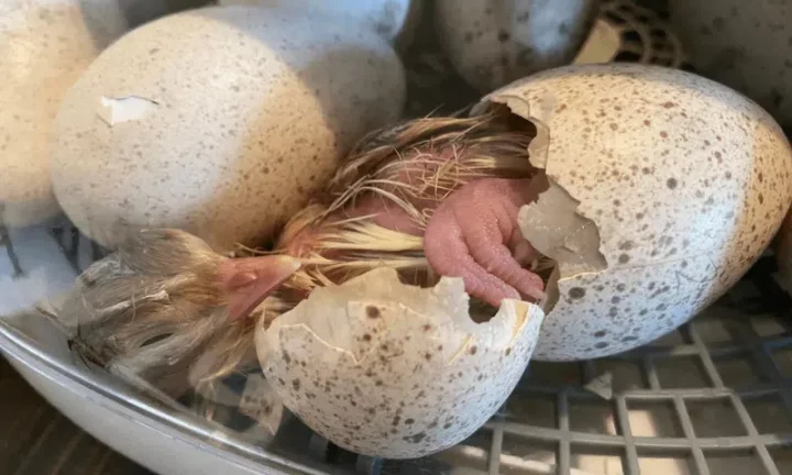 5 reasons why we don't eat turkey eggs 5 reasons why we don't eat turkey eggs