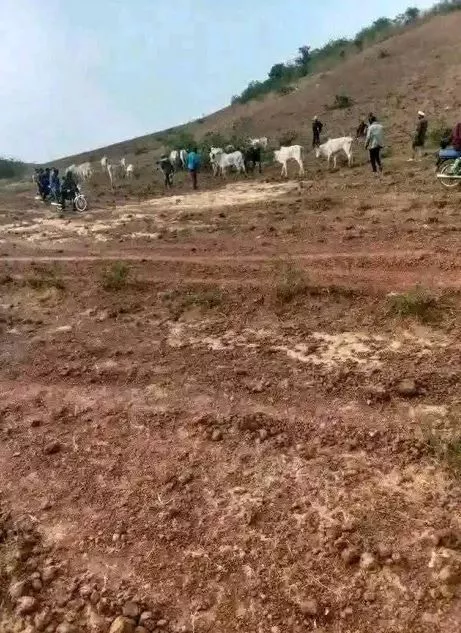 Cows