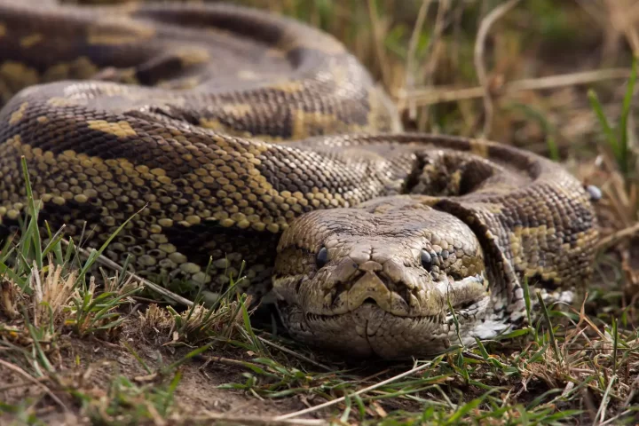 Missing Mom of 4 Found Dead Inside Massive Python in Indonesia