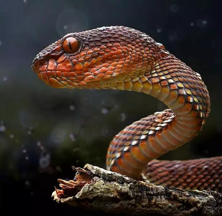 Meet Yan Hidayat, The Indonesian Photographer Who Takes Captivating Photos Of Small Reptiles (New Pics)