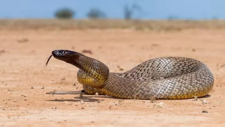 7 of the world's most venomous snakes