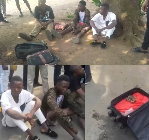 Suspected Yahoo boys arrested in a hotel after being caught with live snake in their luggage