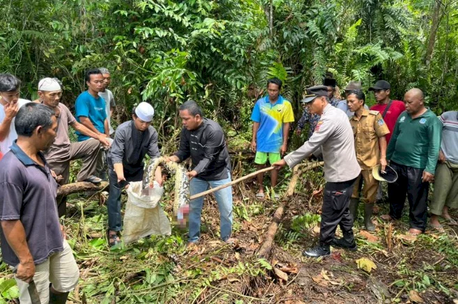 Grandmother eaten alive by python when she went to collect rubber from a plantation