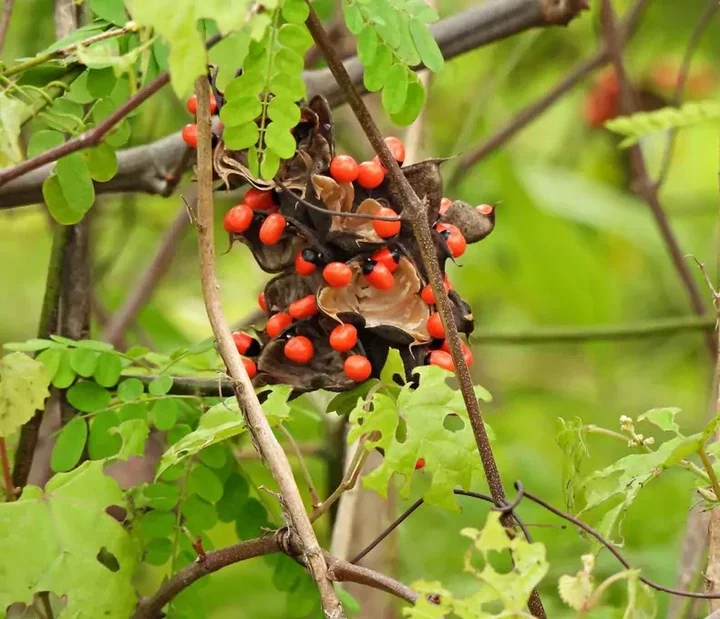 You should probably stay away from these 5 poisonous fruits