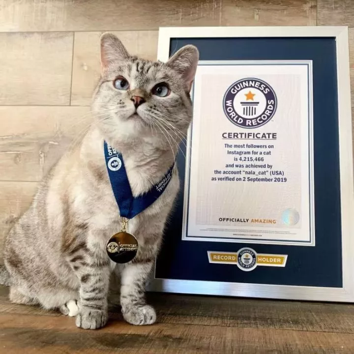 Meet Nala, the richest cat in the world with a net worth of over $100m