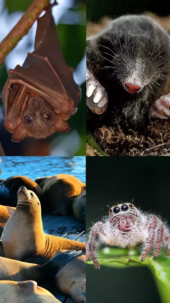 10 animals that can see with closed eyes