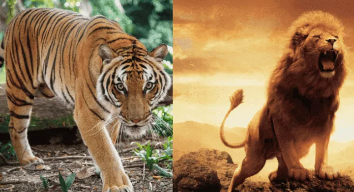 Tigers vs Lions [treehugger/adobestock]