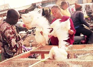 'Chicken is a luxury now' - Nigerians raise concerns ahead of festive season