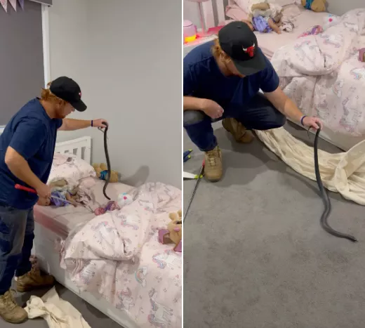 Venomous snake found in child's bed, attempting to blend in with stuffed animals (video)