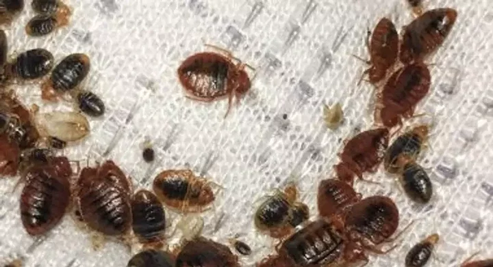 3 effective ways to get rid of bedbugs in your home