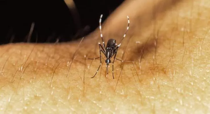 5 deadly diseases you didn't know were caused by mosquitoes