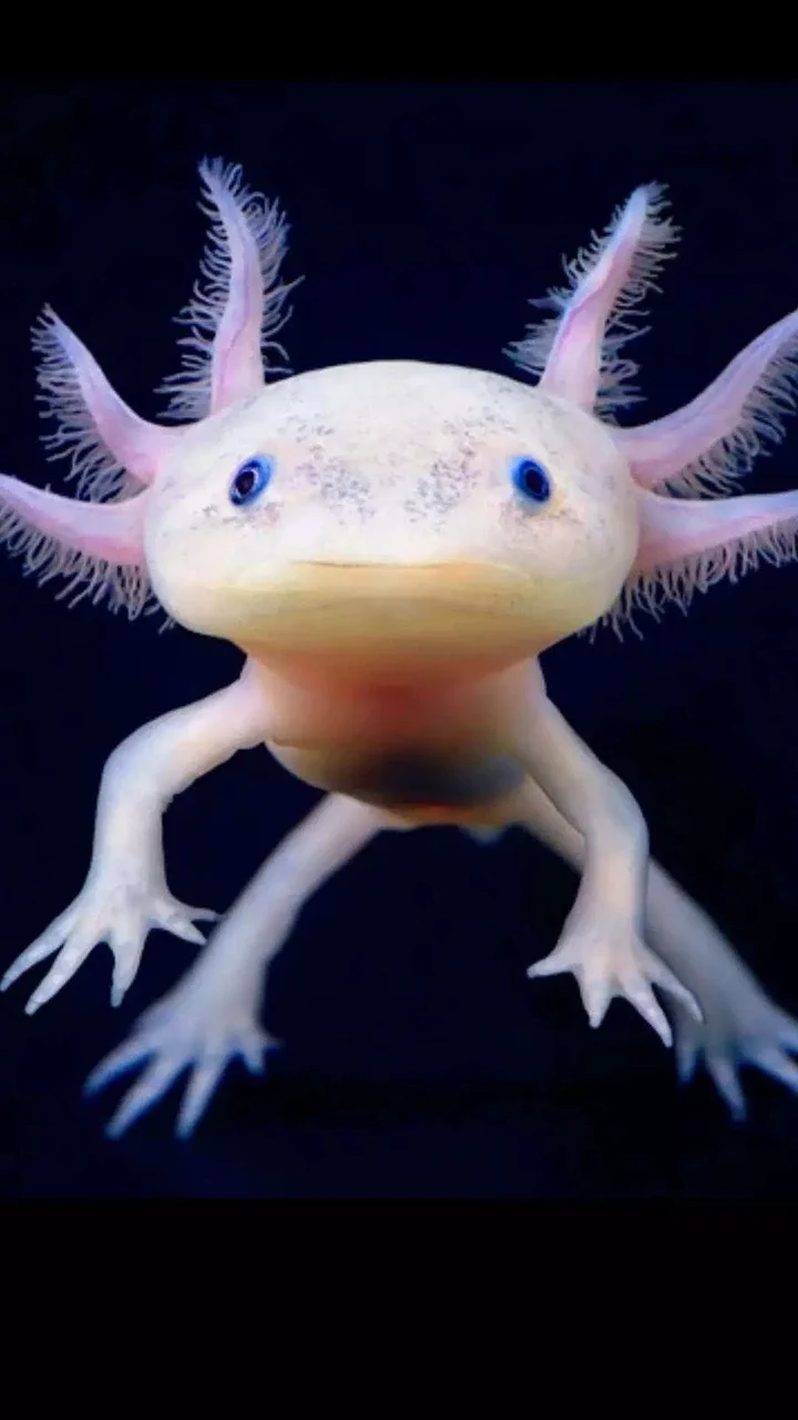 9 strangest animals in the world and where to find them
