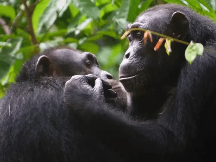 Chimpanzees have excellent comprehension skills 