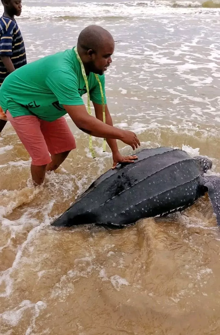 Endangered leatherback sea turtle released back into the ocean after it was caught in Bayelsa fisherman