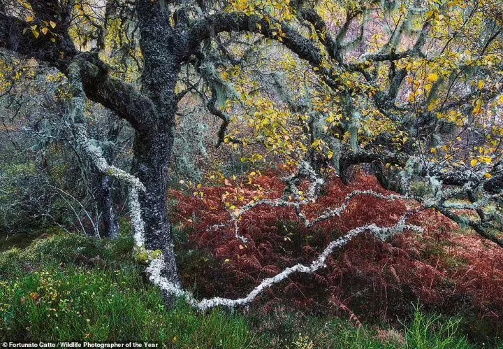 This bewitching image of a 'gnarled old birch tree adorned with pale 'old man's beard