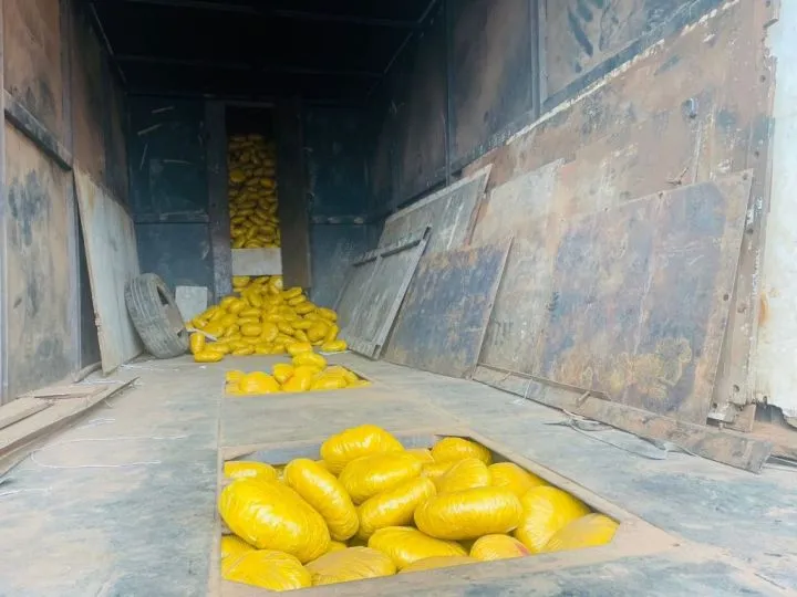 Customs Seizes 2,593 Parcels Of Indian Hemp Concealed Under Mercedes Benz Truck In Ogun
