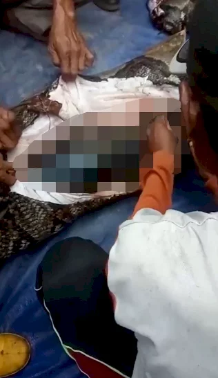 Grandmother eaten alive by python when she went to collect rubber from a plantation