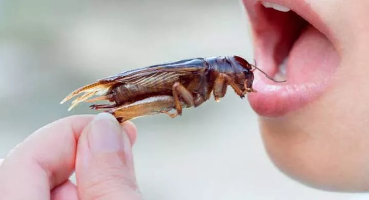 Cockroaches and 6 other weird foods from around the world