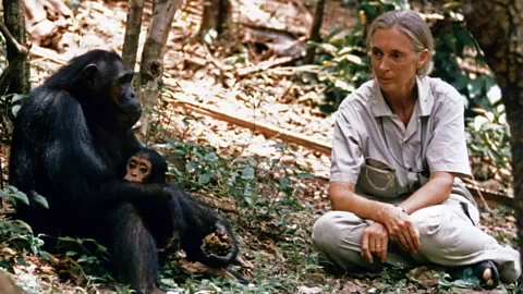 Alamy Veteran biologist Jane Goodall saw chimpanzees enter a depressed state after the deaths of loved ones (Credit: Alamy)