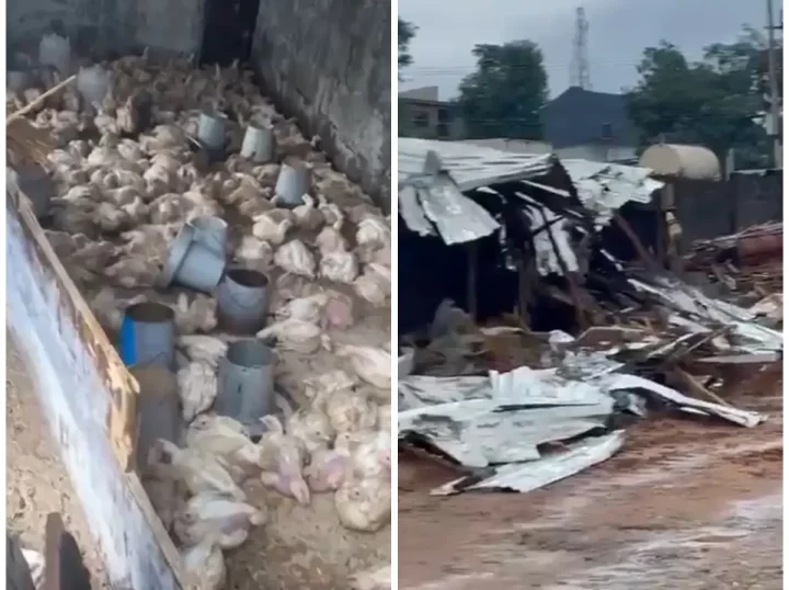 FCDA demolished my N150m worth poultry farm in Abuja - Investor cries out (Video)