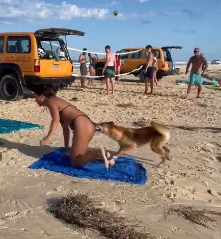 The island is notorious for its dingo attacks