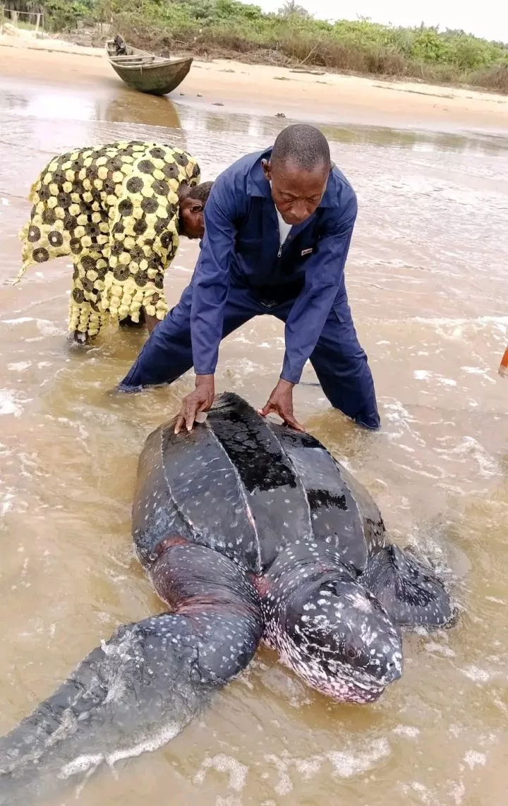 Endangered leatherback sea turtle released back into the ocean after it was caught in Bayelsa fisherman