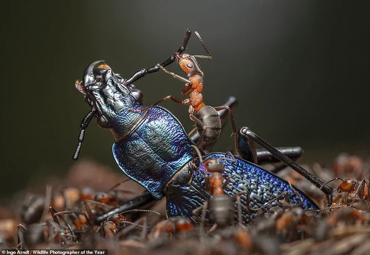 Above is a striking photo titled 'The Demolition Squad'. It was taken by German photographer Ingo Arndt in Germany and wins the Behaviour: Invertebrates category. The image shows the 'dismemberment of a blue ground beetle by red wood ants'. NHM says: 'Much of the red wood ants' nourishment comes from honeydew secreted by aphids, but they also need protein. They are capable of killing insects and other invertebrates much larger than themselves through sheer strength in numbers'