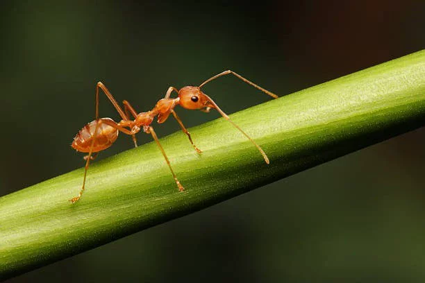 Ant