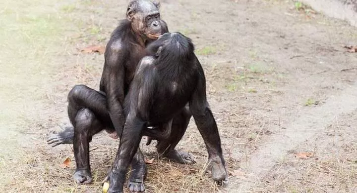 Some animal species can be gay [Quora]