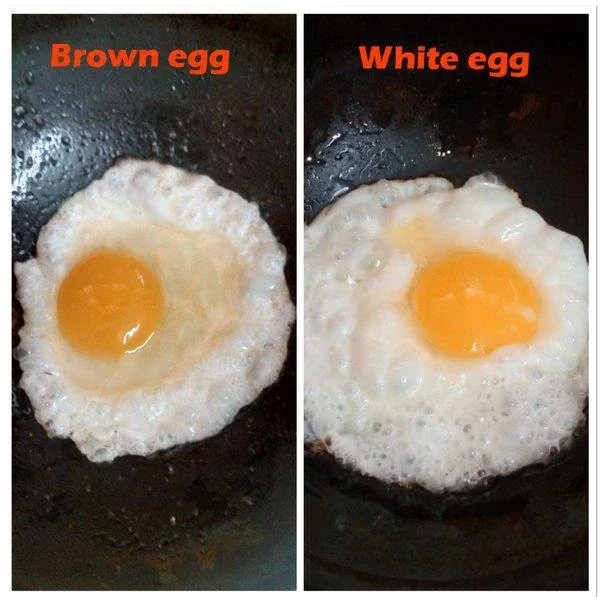 The taste of an egg is influenced by the chicken's diet