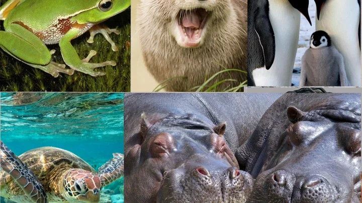 Animals That Thrive on Land and Water: Top 10 Creatures