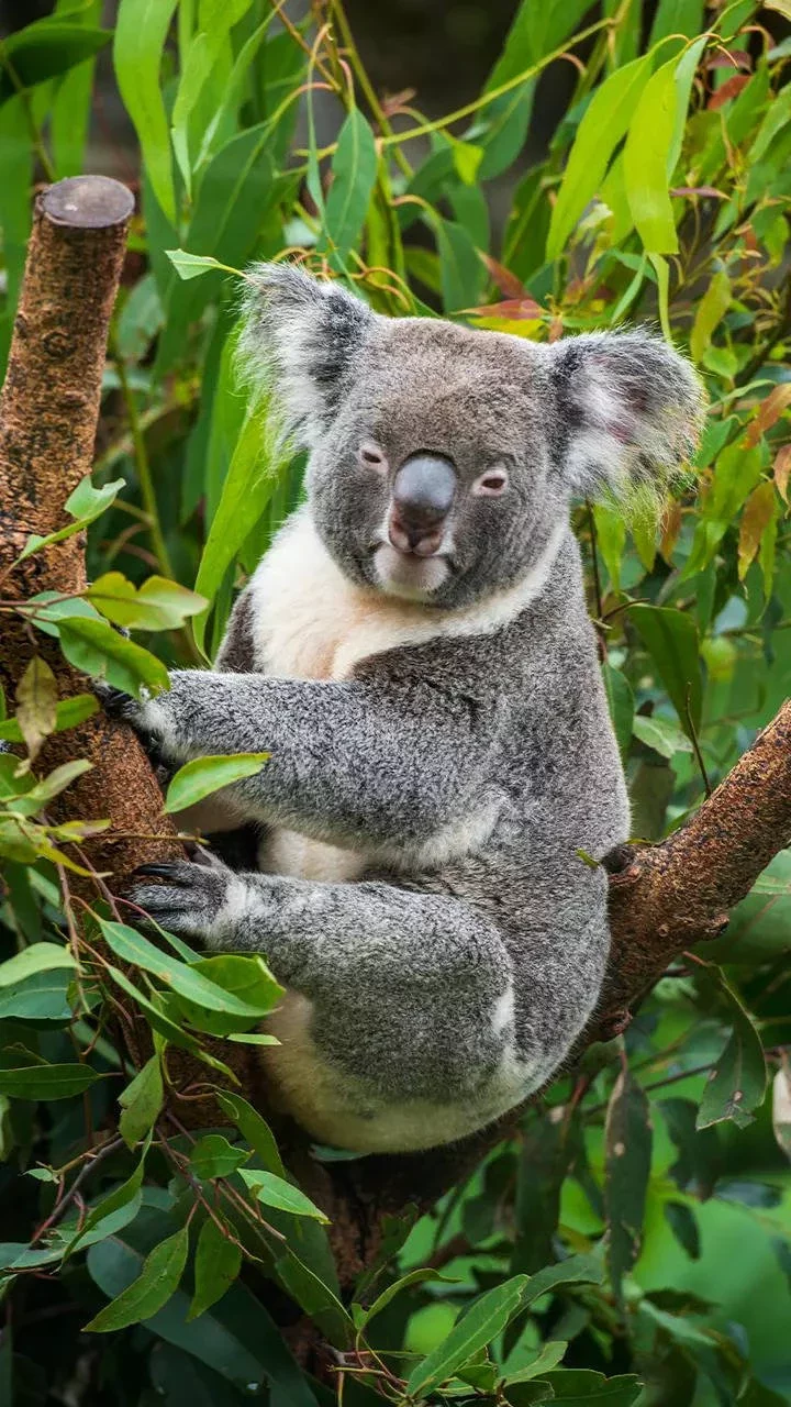 Koalas