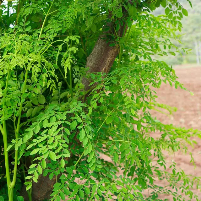 Here's why you should add moringa to your diet