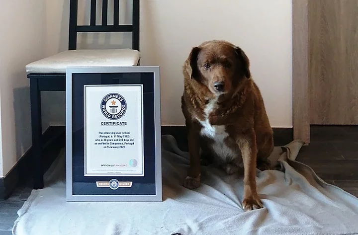 World's Oldest Dog and Guinness World Record Holder, Bobi, Dies at 31 (Photo)