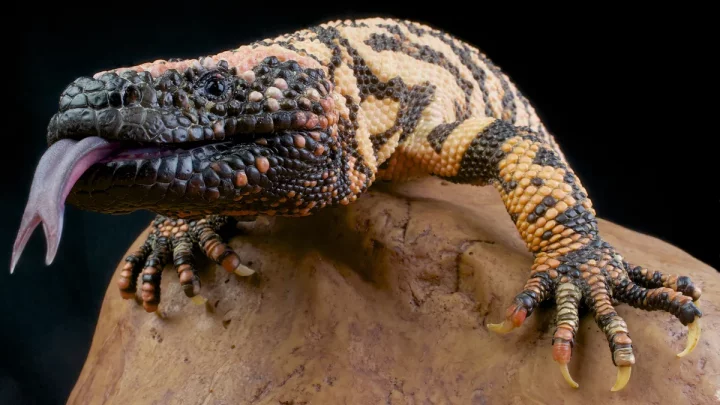 32 of the most venomous animals in the world