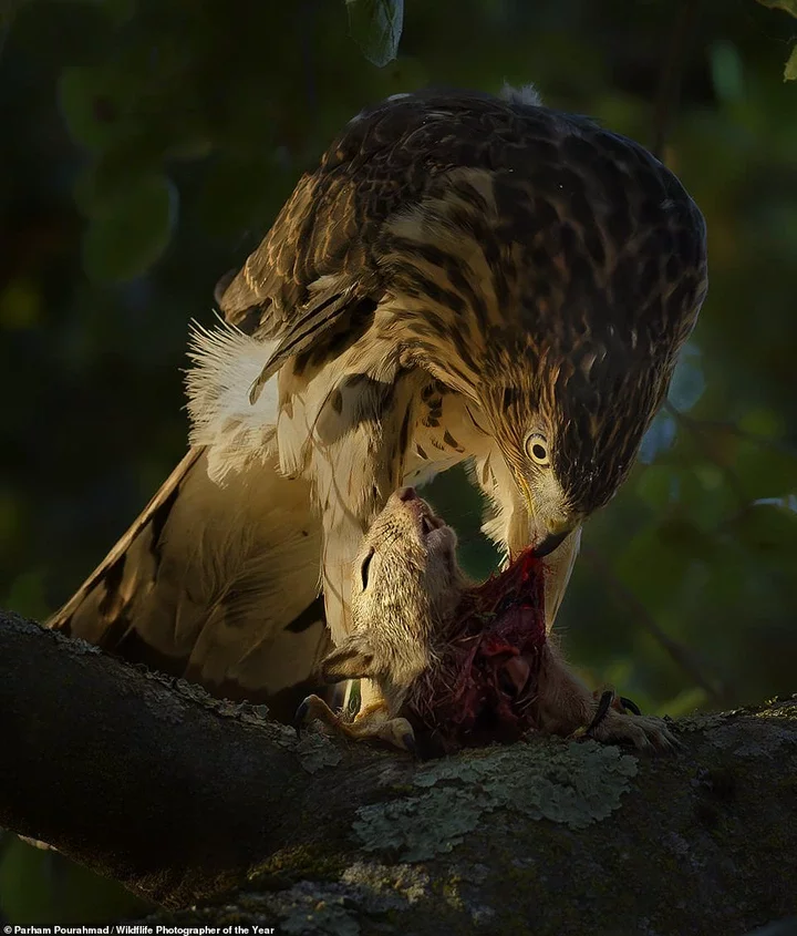 Parham Pourahmad, a young American photographer, took this incredible photo in Ed R Levin County Park near San Jose, California. Called 'An Evening Meal', it shows a young Cooper's hawk, a common species in North America, eating a squirrel 'under the last rays of the setting sun' and is the winner of the 11-14 category. NHM adds: 'Over a single summer, Parham visited Ed R Levin County Park most weekends to take photographs. He wanted to showcase the variety of wildlife living within a busy metropolitan city, and to illustrate that 'nature will always be wild and unpredictable