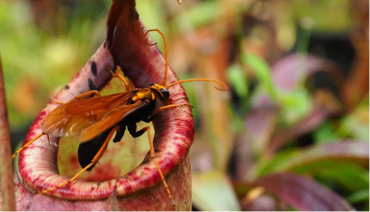 5 carnivorous plants that prey on other animals