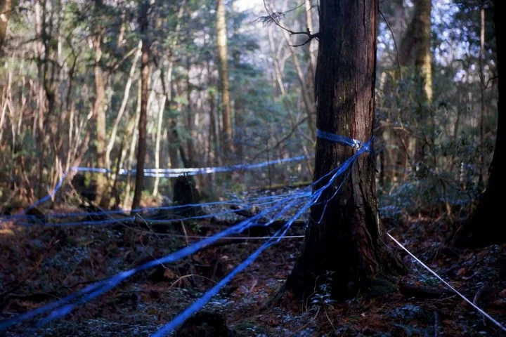 5. Aokigahara Forest, Japan