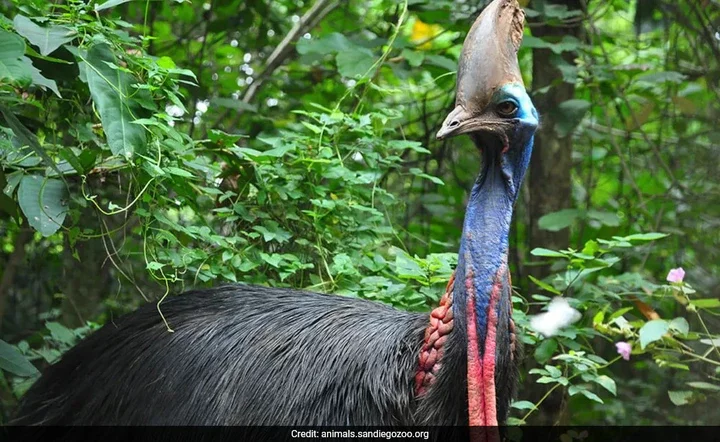 Meet Cassowary, World's Most Dangerous Bird Capable of Killing a Human