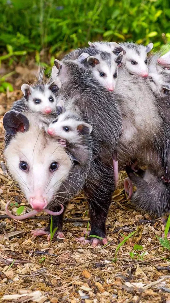 Opossums