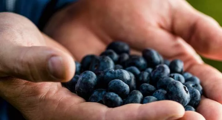 Zimbabwe is the leading exporter of Blueberries in the world, according to a new study