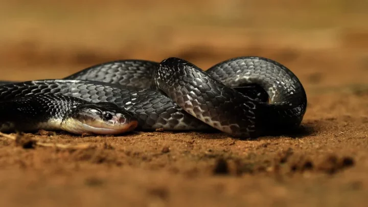 32 of the most venomous animals in the world