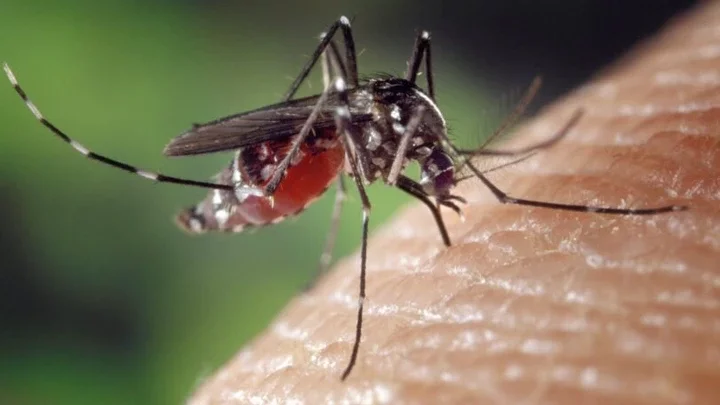 List Of Things Mosquitoes Don't Like. Which Will Make Them Run from Bitting You