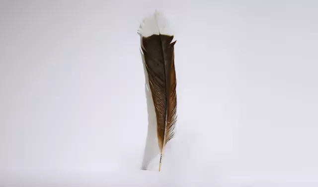 A rare feather just sold for $28,000, making it worth 40 times as much as gold by weight