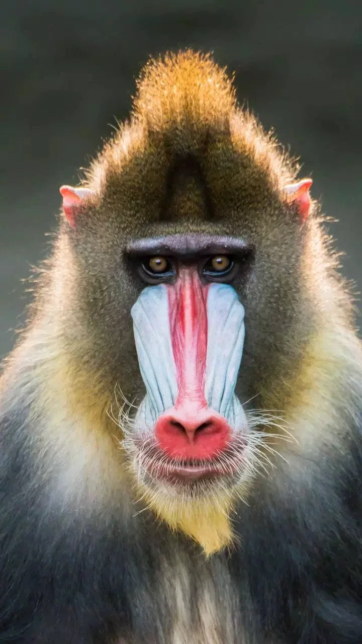 Mandrill 