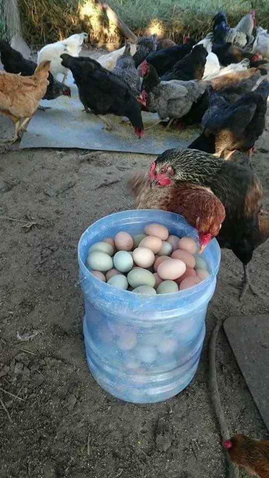 Do This If you Want To A Start Profitable Chicken Business In Limited Space