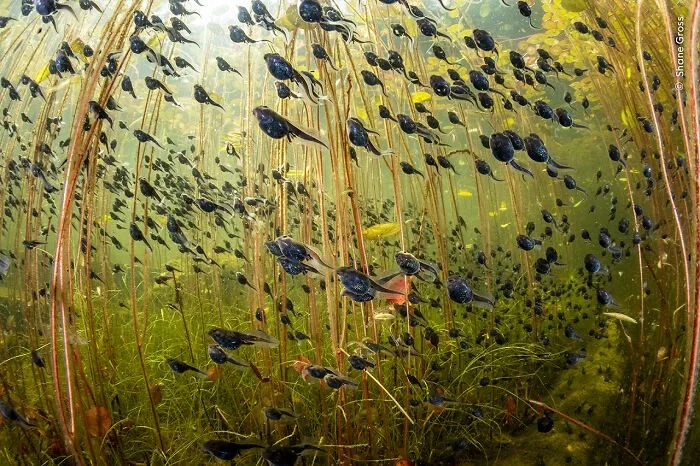 Winner, Wetlands: The Bigger Picture: The Swarm Of Life By Shane Gross, Canada