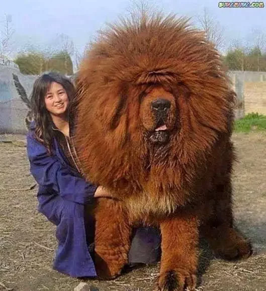 Photos Of The Biggest Dogs In The World