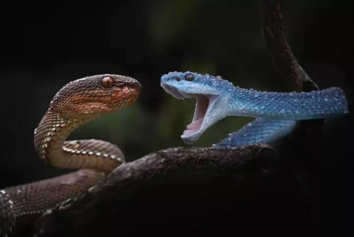 Meet Yan Hidayat, The Indonesian Photographer Who Takes Captivating Photos Of Small Reptiles (New Pics)