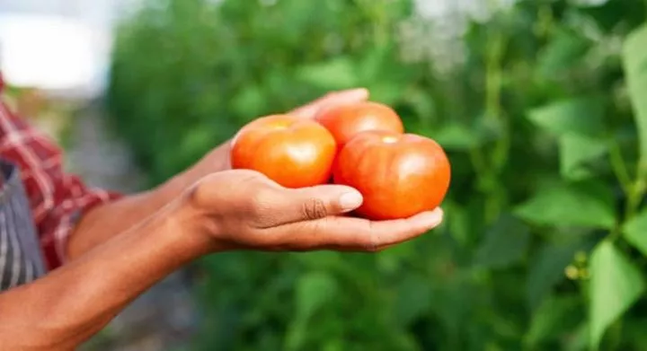 You can grow your own food [iStock]